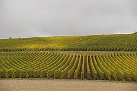 Les vignes.