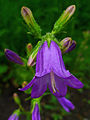 Campanula sibirica