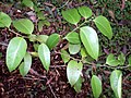 Miniatura para Celtis paniculata