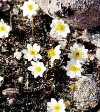 Dryas integrifolia