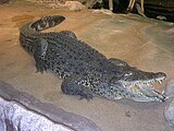 Crocodylus rhombifer