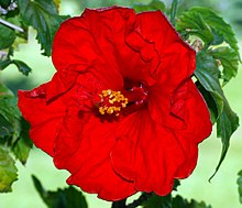 Hibiscus rosa-sinensis (aka).jpg