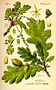 Buds, leaves, flowers and fruit of pedunculate oak, Quercus robur