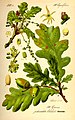 Image 32Buds, leaves, flowers and fruit of pedunculate oak, Quercus robur (from Tree)