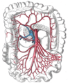 Arteriae mesentericae superioris cursus