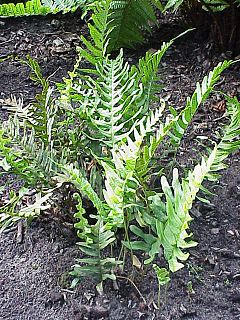 ordinara polipodio (Polypodium vulgare)