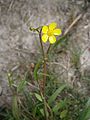 Ranunculus flammula