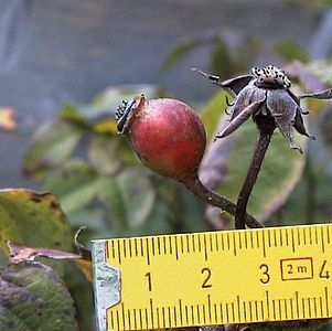 rozfruko de Rosa gallica 'Versicolor'