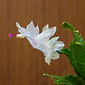 3. Karácsonyi kaktusz (Schlumbergera) virága (javítás)/(csere)