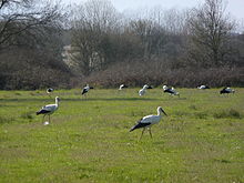 Varios aves negros y blancos con largas patas rojas y largos picos rojos caminan en una zona cubierta de hierba verde.