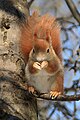 Κόκκινος σκίουρος (Sciurus vulgaris), προστατευμένο ζώο