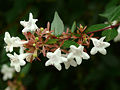 Kvetoucí abélie (Abelia sp.)