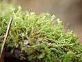 Image 6Aulacomnium androgynum, the bud-headed groovemoss