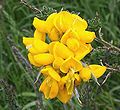 Ginestra dei carbonai Cytisus scoparius