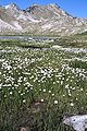 Eriophorum sp. Pyrénées