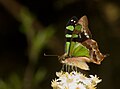 Leptocircini: Graphium macleayanus