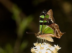 アオスジアゲハ族 Leptocircini: Graphium macleayanus