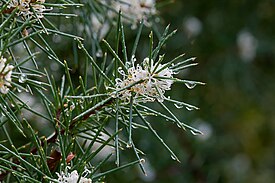 Hakea decurrens physocarpa.