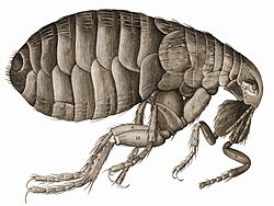 Robert Hooken piirros kirpusta teoksessaan ”Micrographia”.