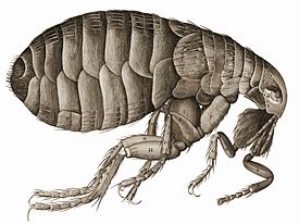 Loppe Tegning fra Robert Hooke: Micrographia