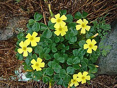 Oxalis carnosa.