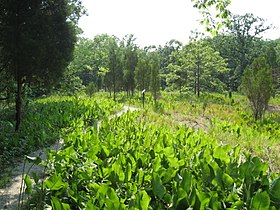 Green leafy trail