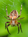 13. Koronás keresztespók (Araneus diadematus) (javítás)/(csere)