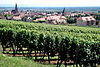 Vignoble à Bergheim