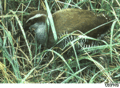 Guam rail