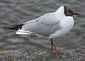 Adult summer plumage, North ديفون coast, England