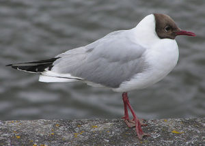 Suarthoodet Kub (Chroicocephalus ridibundus, Larus ridibundus) LC - least concern (ei trüüwet)