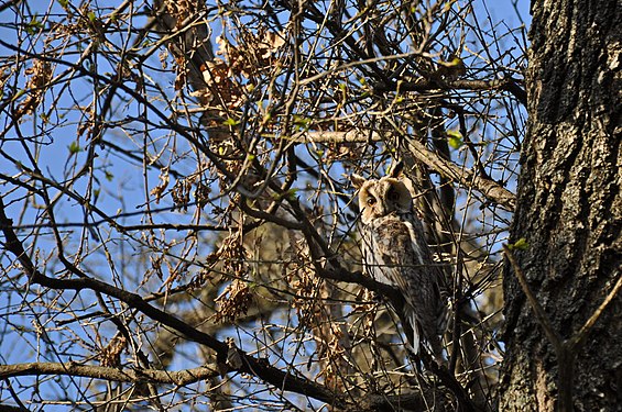 2018 #birdwatching: Superbe777 – Ciuf de pădure în Grădina Dendrologică din Chișinău