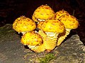 Goldfell-Schüppling (Pholiota aurivellus)