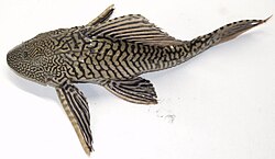 Pterygoplichthys sp.