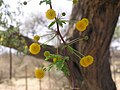 Acacia erioloba, Sossusvlei Namibiae