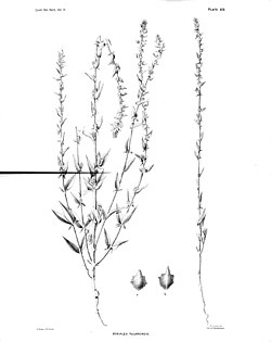 Atriplex tularensis