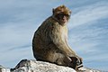 Le Macaque berbère ou Magot (Macaca sylvanus) est le seul macaque vivant sur le continent africain, à l'état sauvage dans les forêts relictuelles du Maroc...