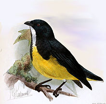 Dicaeum melanoxanthum Keulemans.jpg