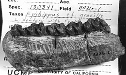 Az Epihippus gracilis alsó állkapcsa fogakkal