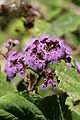 Hebeclinium macrophyllum (Sottotribù Hebecliniinae)