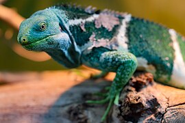 Fiji crested iguana