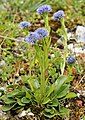 Globularia punctata Globulaire commune