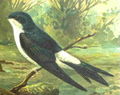 Murhirundo desegnita de Johann Friedrich Naumann en 1905