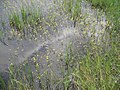 Utricularia aurea trong ruộng lúa.