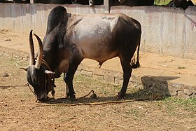 Taureau Amrit Mahal.