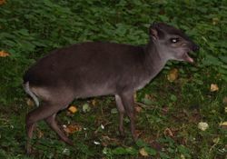 Blauwe duiker