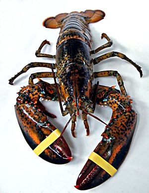 Amerikoonsk Homer (Homarus americanus) LC - least concern (ei trüüwet)