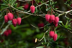 Crinodendron hookerianum