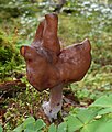 Ucháč čepcovitý (Gyromitra infula)