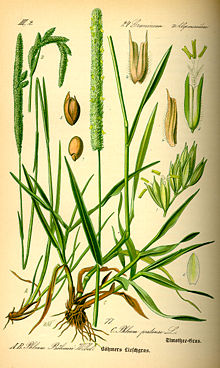 Illustration Phleum pratense0.jpg